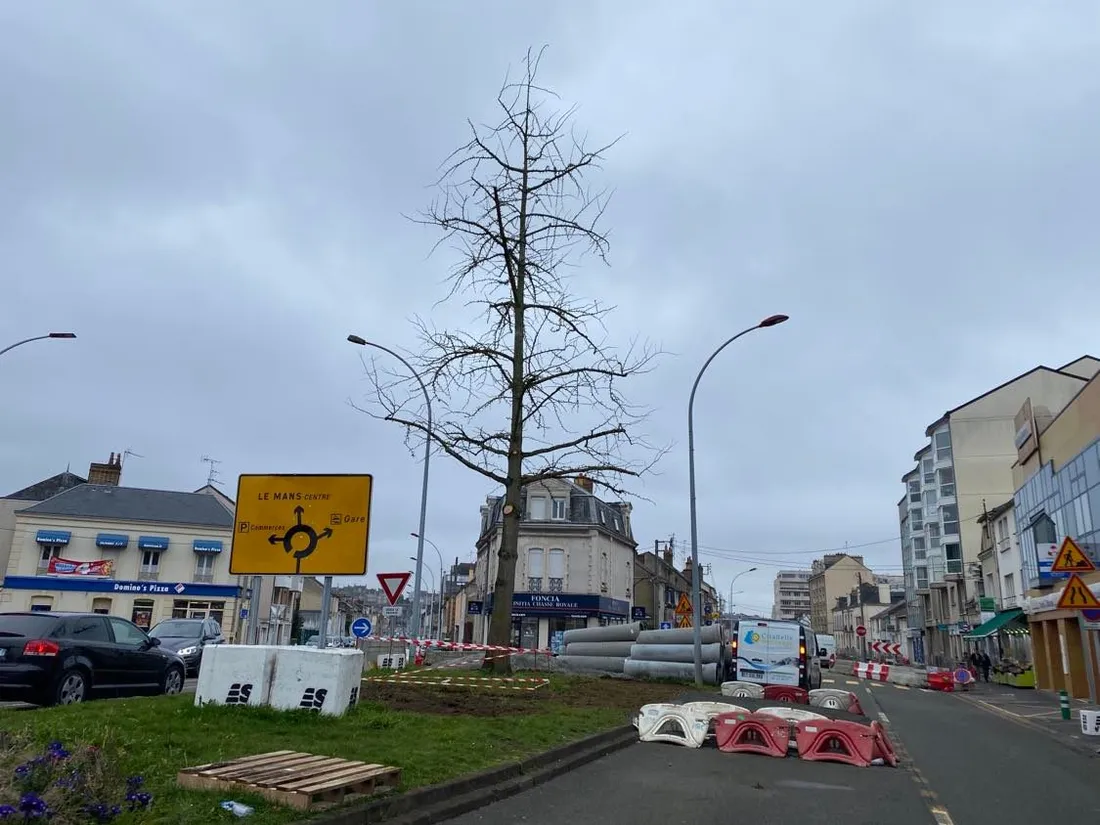Le ginkgo biloba de la place de Chasse-royale, avant déménagement